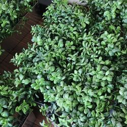 Plant Artificial 