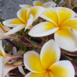 Your Choice Of Any Of These Colorful Fragrant Plumeria Cuttings With Flowers Intac t Ready To Plant