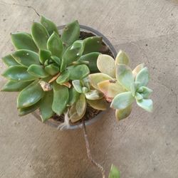 Succulent Plant  For Sale 