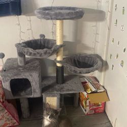 Cat House 
