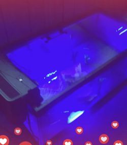 55 Gallon Wide Aquarium Tank 