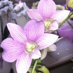 Dendrobium Orchids Hoa Lan Den.