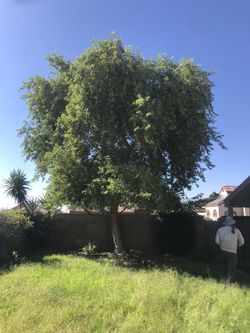 Tree trimmer For Sale! 