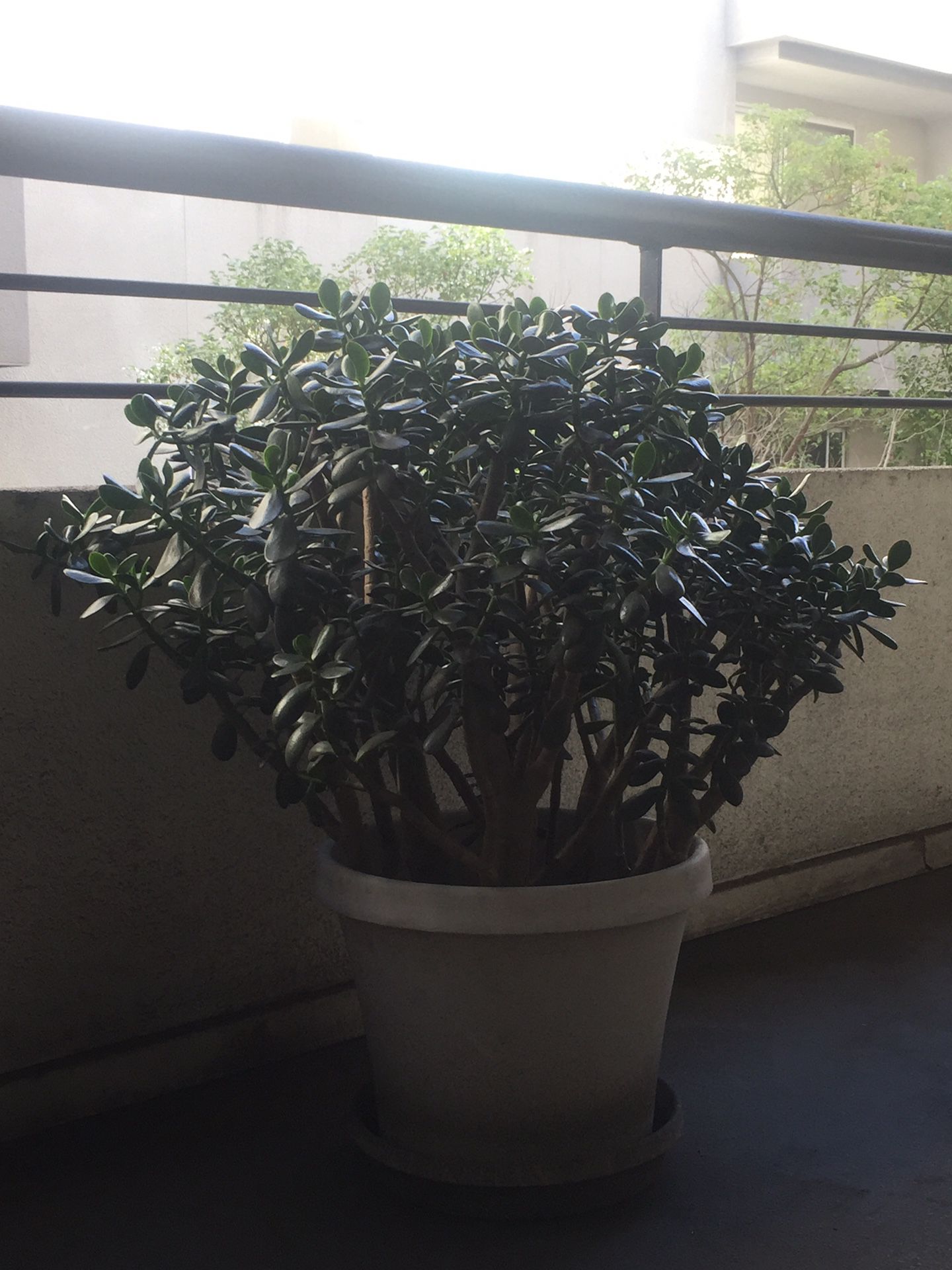 JADE PLANT 38”x35”