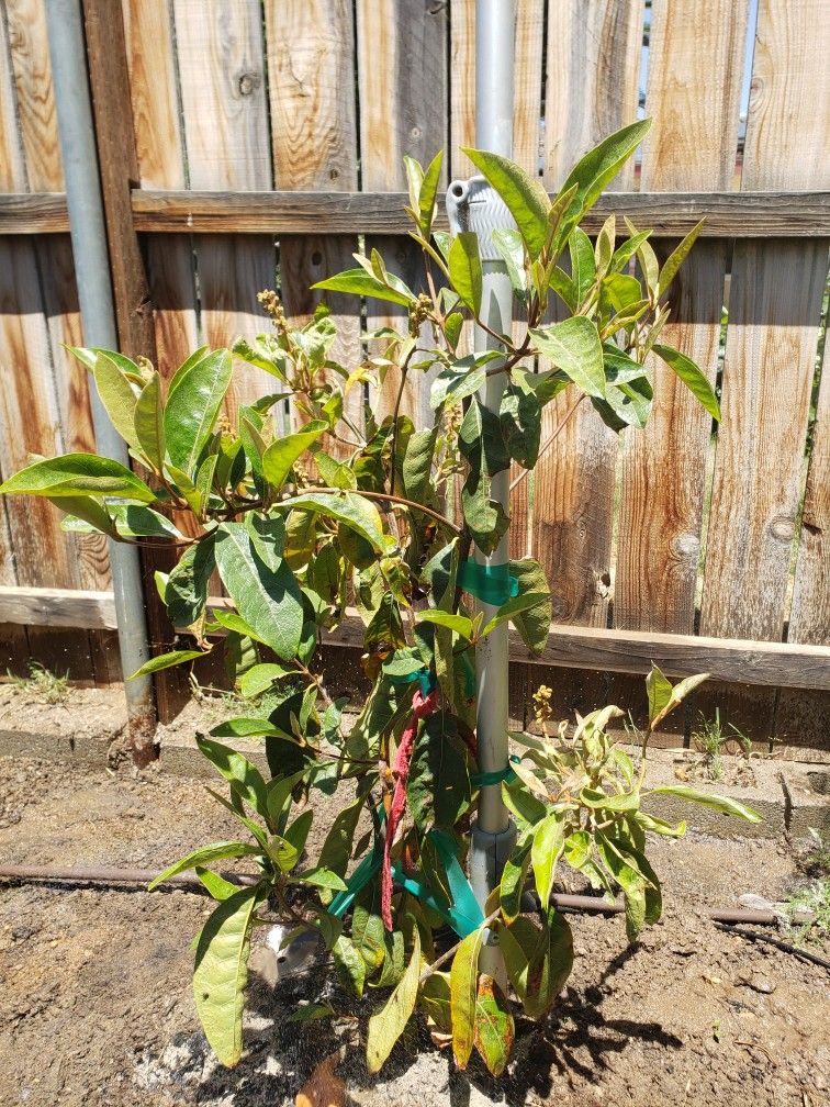 Nanches Nance. Pepetos Cushing. Mamey Zapote. Fruit Trees