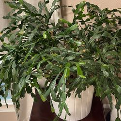 Christmas cactus plant