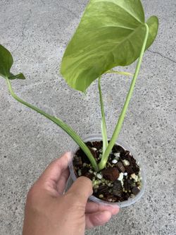 xanadu philodendron Philodendron xanadu dwarf variegata