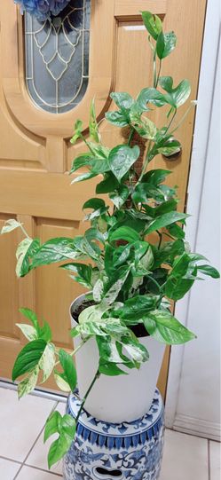 Beautiful Healthy Indoor Plants