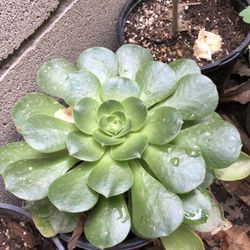 Suculenta