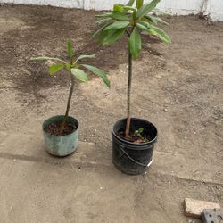 Plantas