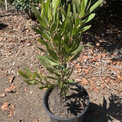 Protea “Claire” Plant