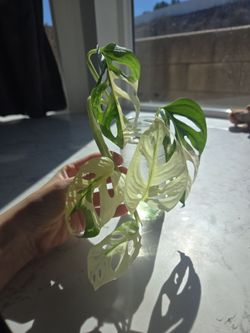 Monster Adansonii variegated plant Cutting