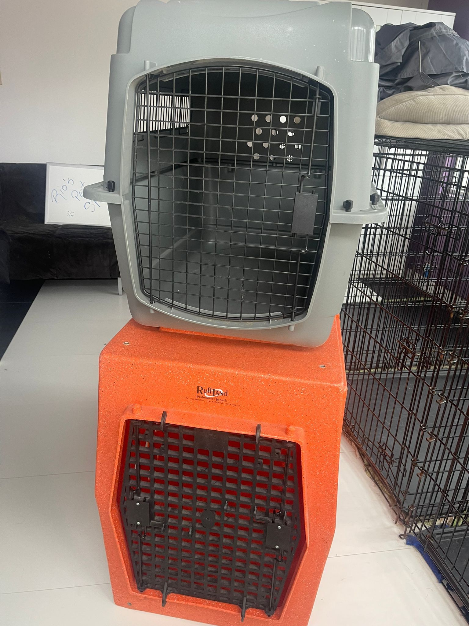 Closing Store- Pet Shop