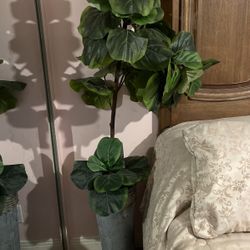 Tree  Plant Decor 