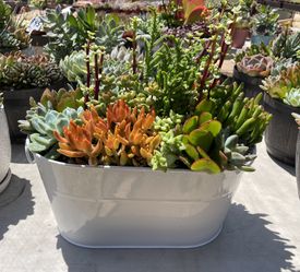 Succulent Arrangements And Centerpieces in COVINA 