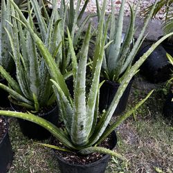 LARGE ALOE VERA PLANT (3 gallon pot) Said To Have Health Benefits 