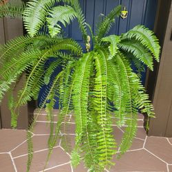 Huge Fern Plant In Big Pot 