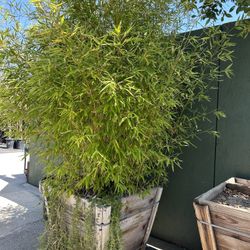 Bamboo Plant 30” Box 