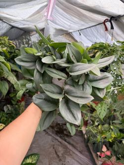 6” scindapsus moonlight