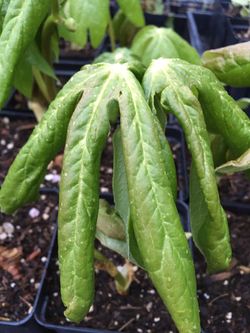 rare MAYAPPLE podophyllum plants