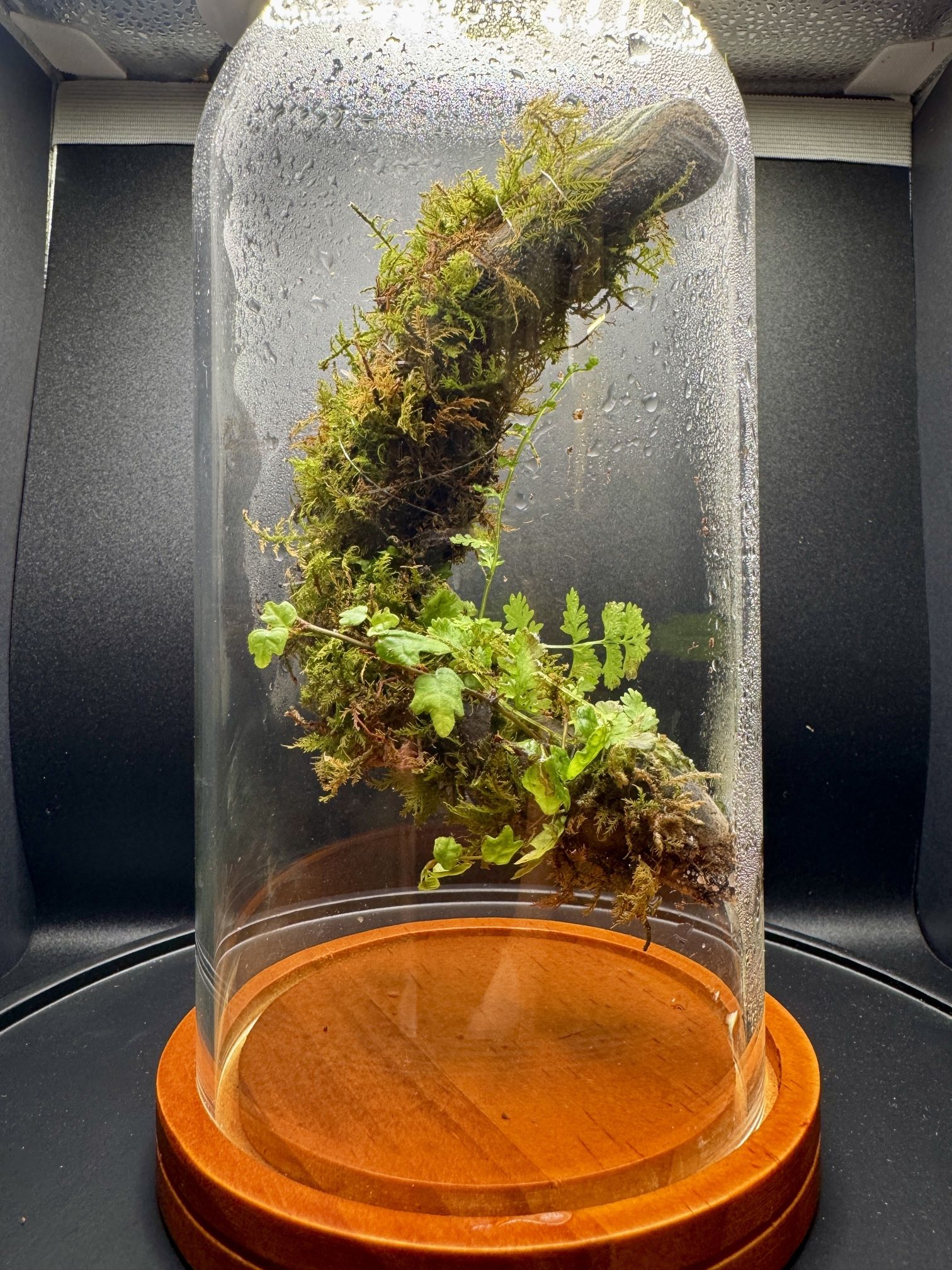 Terrarium 