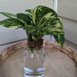 Plant 🍃