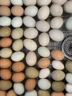 Super Fresh Eggs – Chicken And Duck