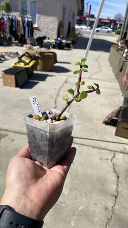 Dwarf Jade Tree