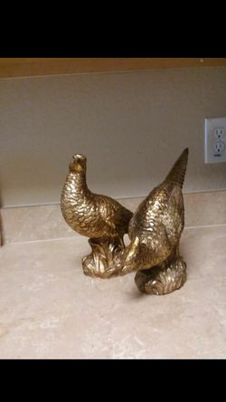 couple of birds, golden pheasants