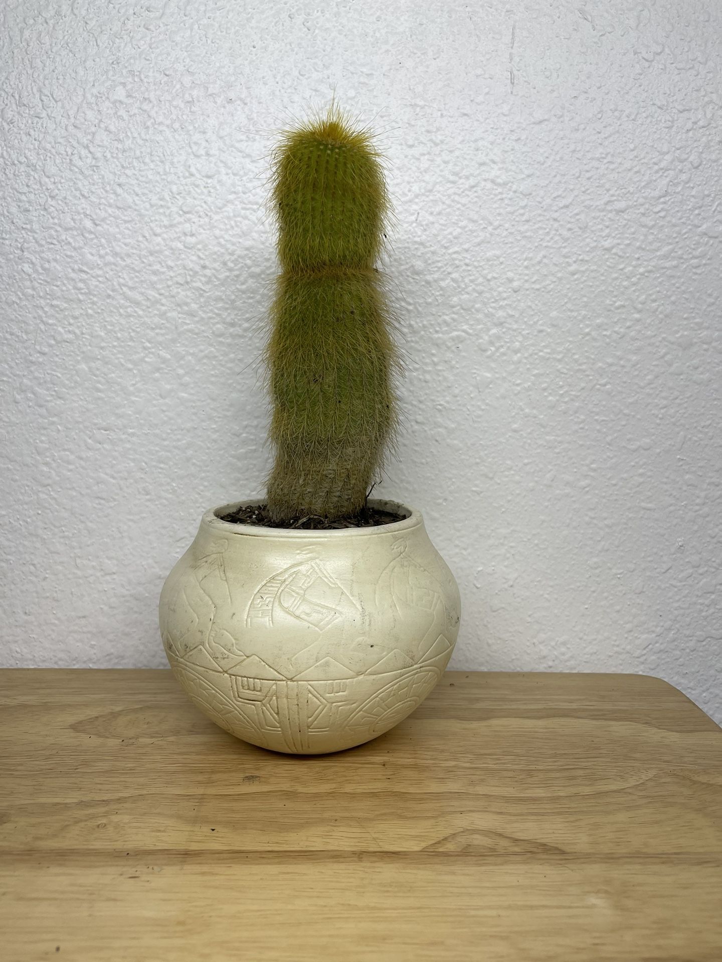 Tall Cactus Plant With Hand Made Ceramic Pot-Cactus In With Planter (12” tall $10 )