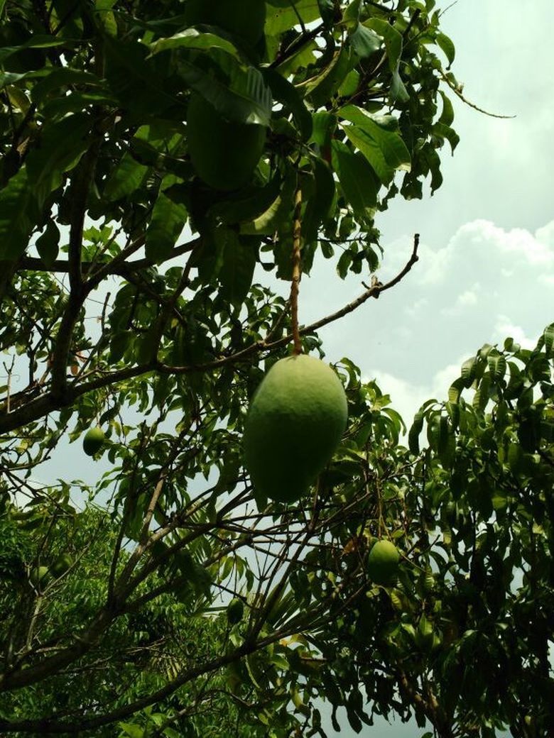 Mango tree for sale