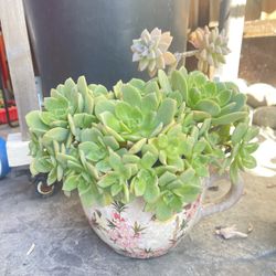 Mixed Succulents In A pot 