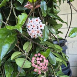 Hoya Plant 