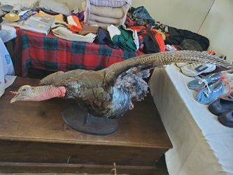Taxidermy Turkey