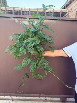 6” monstera adansonii