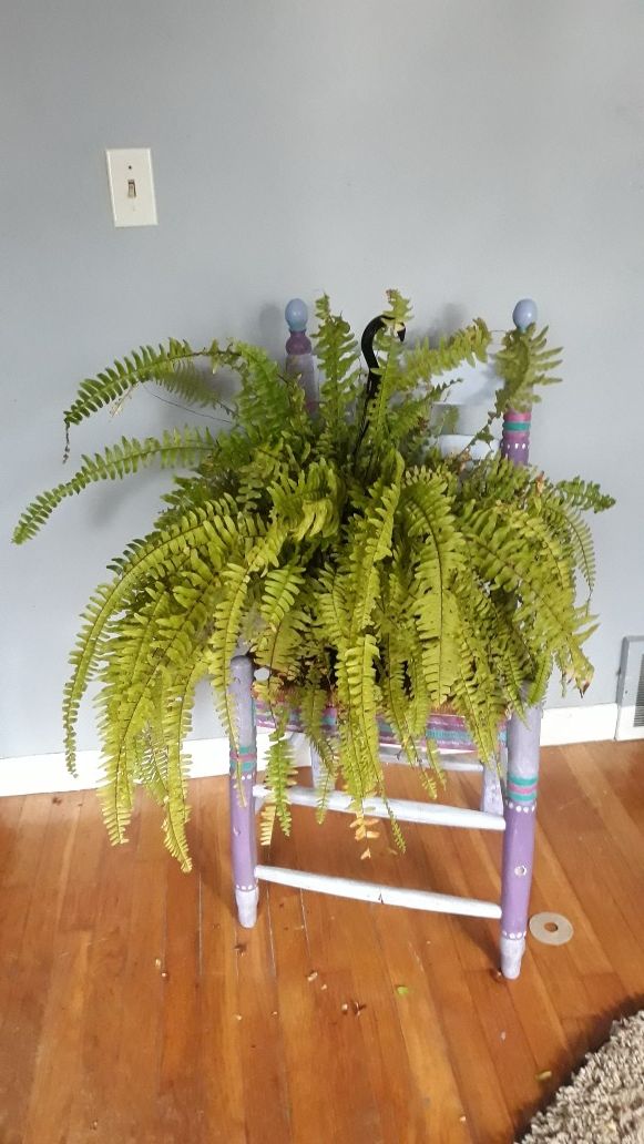 Large Boston Fern w/Decorative Chair