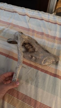 Special driftwood