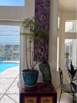 Tropical plant bonsai