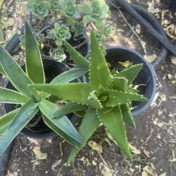 Plant  One Picture $10 Bunch Of 3 Plant$10