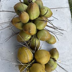 Coconuts