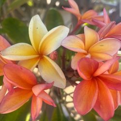 Sunkist Plumerias