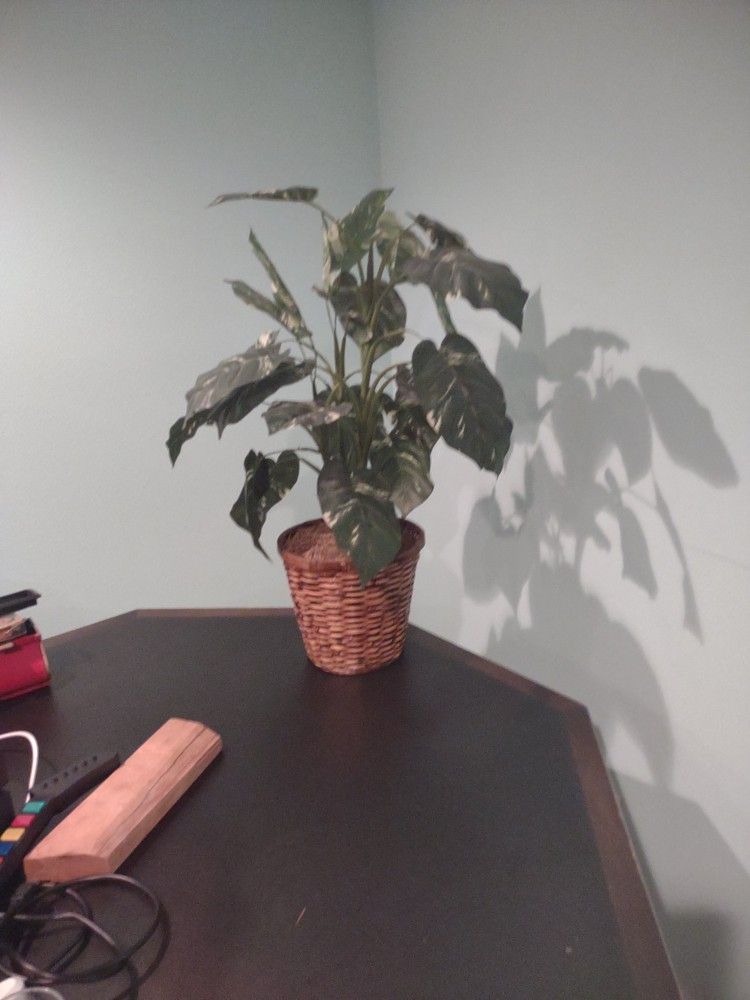 House Plant - Artificial