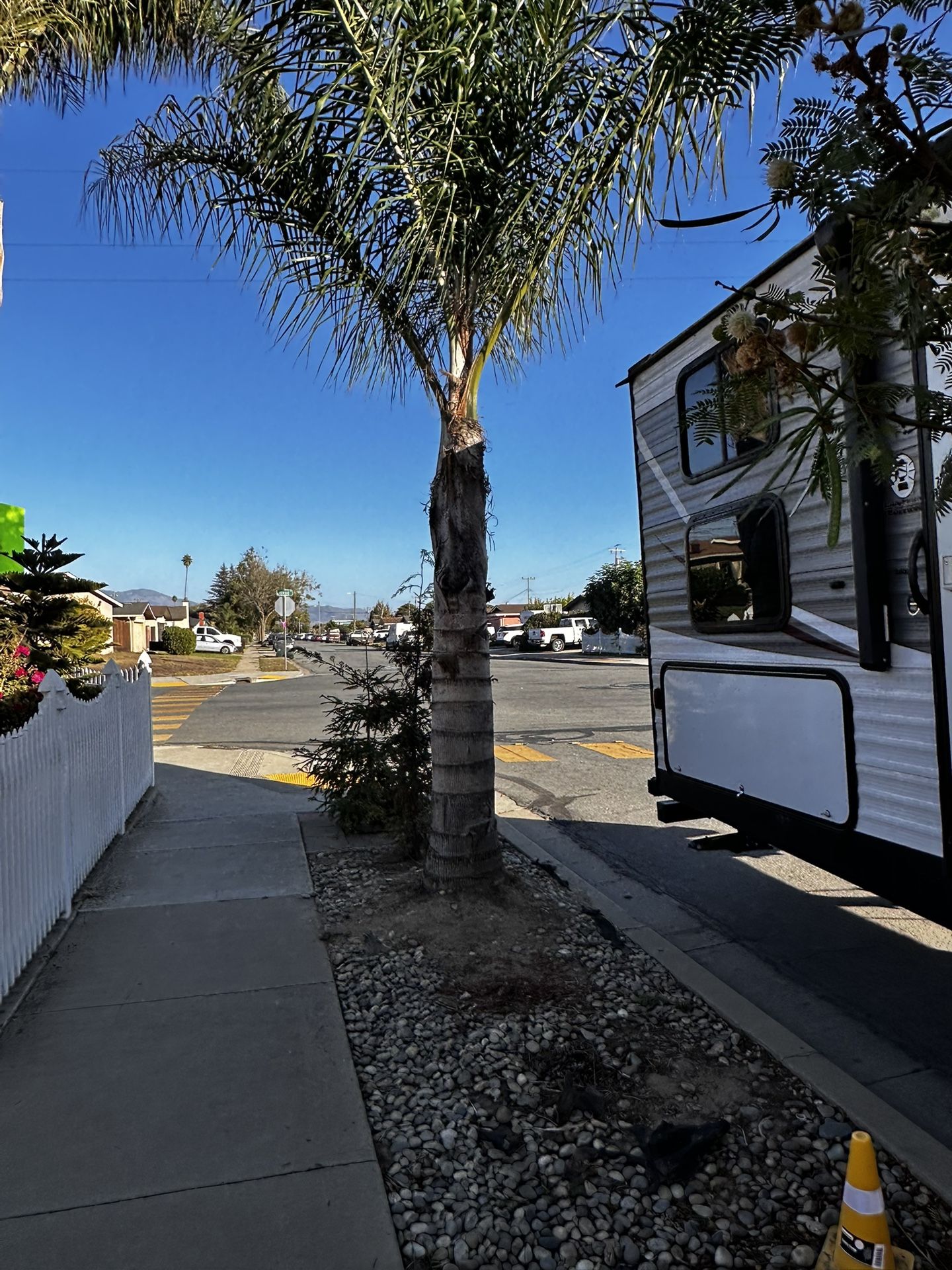 15ft Palm Tree For Sale