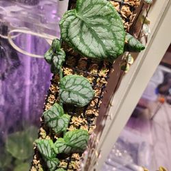 Monstera Dubia cuttings