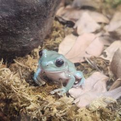 White's Tree Frog w/ Enclosure