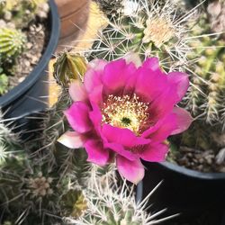 Cactus plant.