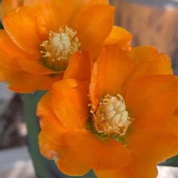Tall California Sunshine Cactus Orange Flower - 1 Gallon Pot - 20 each live plant