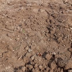 Free Dirt And Free Delivery 