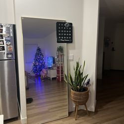 Mirror And Snake Plant 
