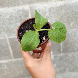 Zucchini Starter Plant 